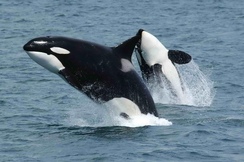 ¡Increíble avistamiento de ballenas orcas en la Laguna de La Restinga en Margarita!