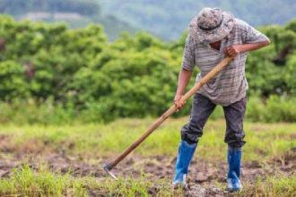 Detuvieron a un agricultor en Mérida por lanzar zanahorias a un río