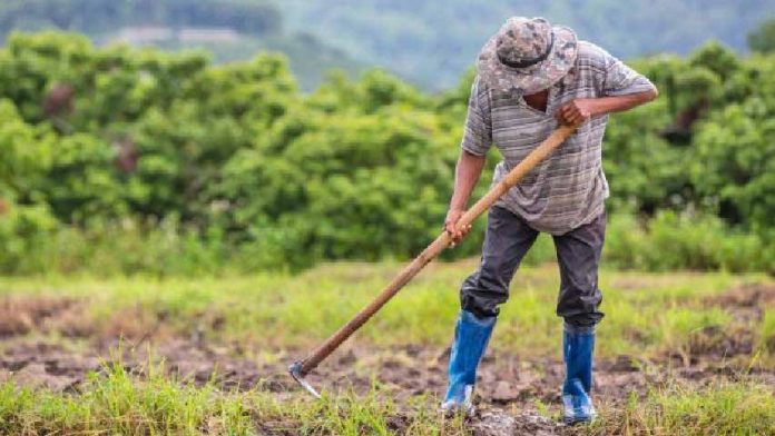 Detuvieron a un agricultor en Mérida por lanzar zanahorias a un río