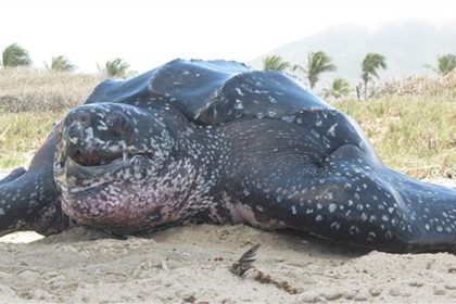 Dictan talleres de formación sobre varamientos de tortugas en Margarita