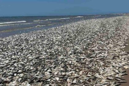 Miles de peces muertos en Quintana Beach, Texas