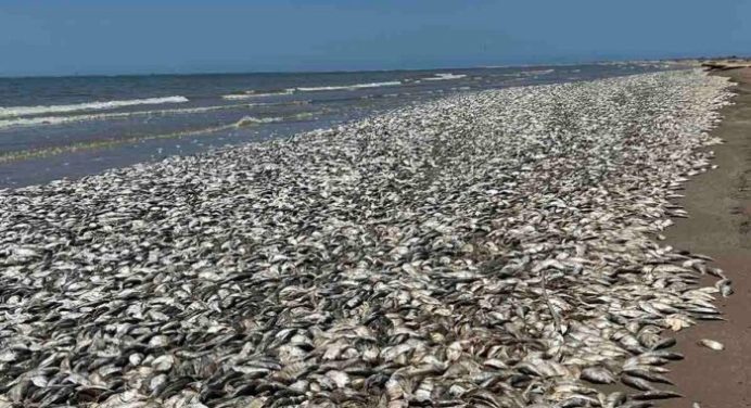 ¡Impactante! Miles de peces muertos en Quintana Beach, Texas