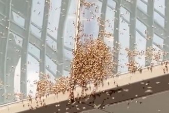 Un enjambre de abejas causa estragos en Nueva York