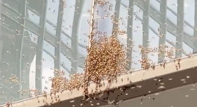 Millones de abejas invaden Nueva York: un suceso alarmante (+Video)