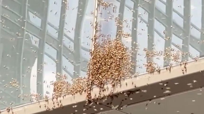 Un enjambre de abejas causa estragos en Nueva York
