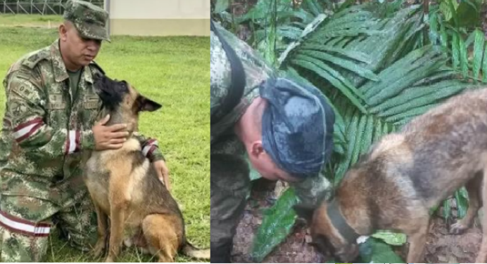 ¿Que se sabe de Wilson? el perro desaparecido tras el rescate de los 4 niños de Colombia
