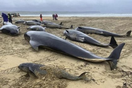 La organización benéfica explicó que posiblemente toda la manada encalló tras seguir a una ballena hembra