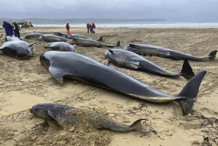 La organización benéfica explicó que posiblemente toda la manada encalló tras seguir a una ballena hembra