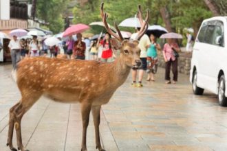 La grabación sorprende porque muestra como los históricos ciervos de Nara esperan junto a los humanos a que escampe