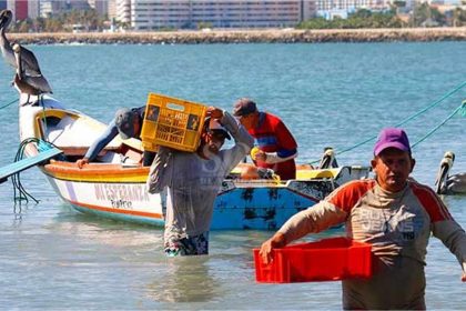 Fundación Caribe Sur alerta sobre la pesca de pulpos en Margarita