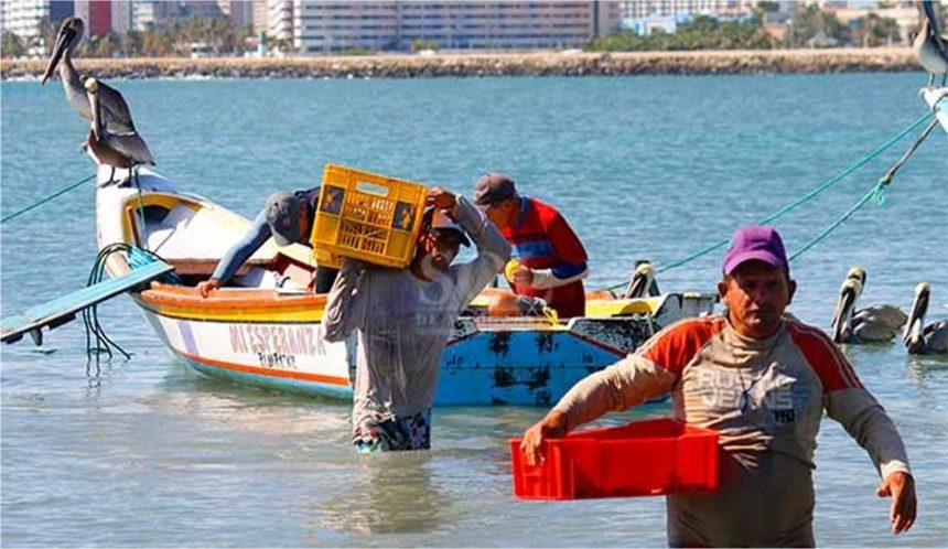 Fundación Caribe Sur alerta sobre la pesca de pulpos en Margarita