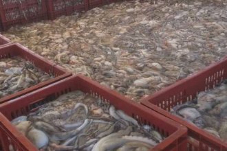 Pescadores de Nueva Esparta preocupados por el bajo precio del pulpo