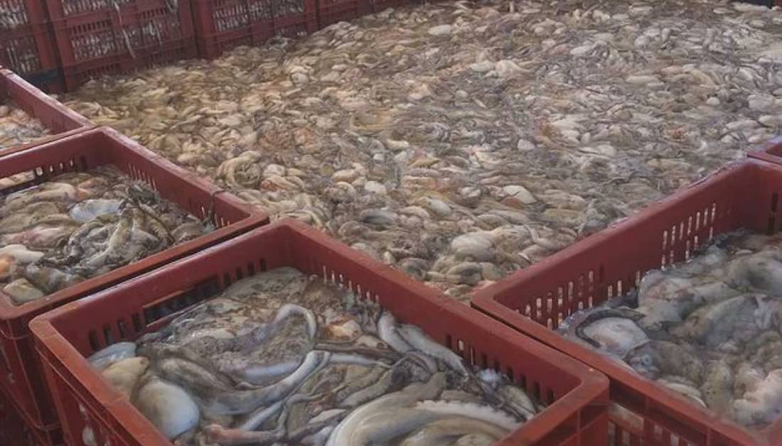 Pescadores de Nueva Esparta preocupados por el bajo precio del pulpo