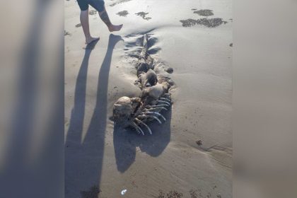 La mujer caminaba por la orilla cuando se topó con una misteriosa figura esquelética