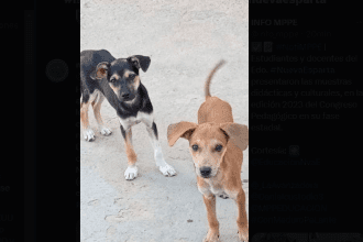 URGENTE Adopción de hermanitos abandonados en basurero en Pampatar, Margarita