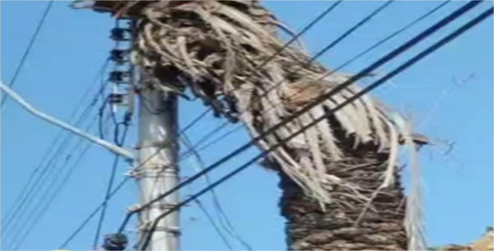 Vecinos de El Yaque temen quedarse sin electricidad debido a palma muerta en tendido eléctrico