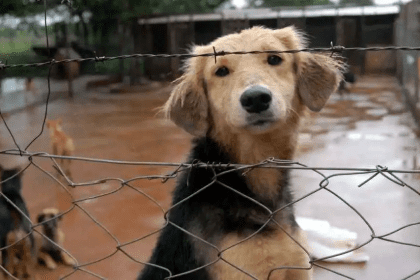 El fiscal estima que se debe promover una nueva ley de defensa de animales y del ambiente