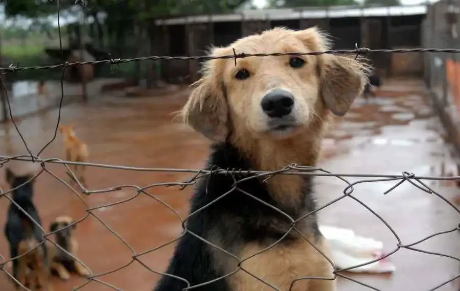 El fiscal estima que se debe promover una nueva ley de defensa de animales y del ambiente