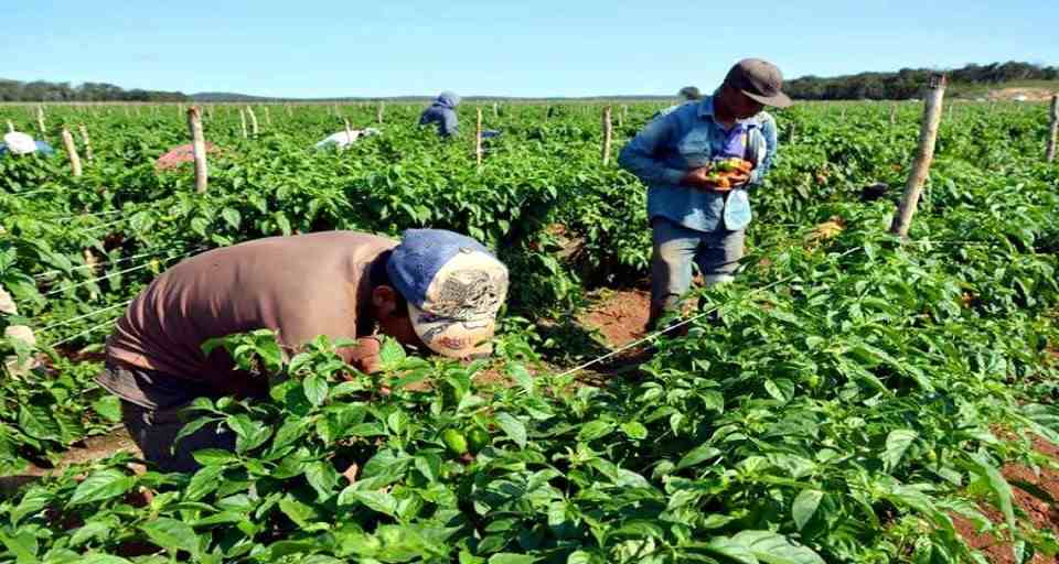 Gobernador de Guárico estima que la entidad puede aportar 27 rubros para la Zona Económica Especial Agroalimentaria