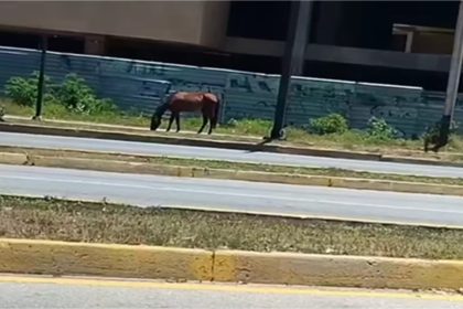 Denuncian presencia de ganado sin control en Nueva Esparta +Video