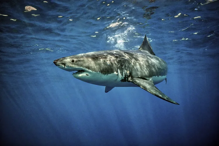 Desastre en el ecosistema marinó de Florida: Tiburones Cocaína