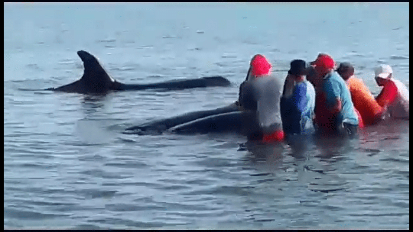 Pescadores LIBERAN a ballenas orcas en Sucre (+DETALLES)