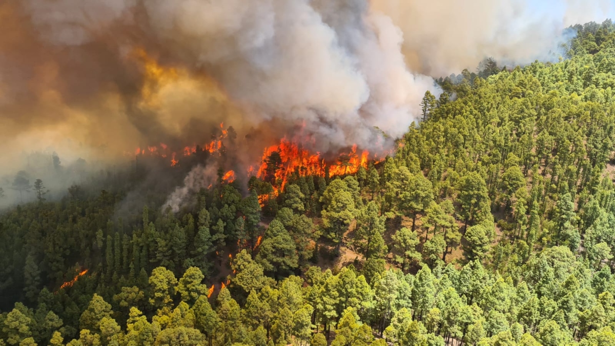 Al menos 800 hectáreas afectadas por incendio forestal en Tenerife