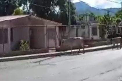 Vecinos de La Vecindad exigen solución a problema de ganado vacuno en las calles