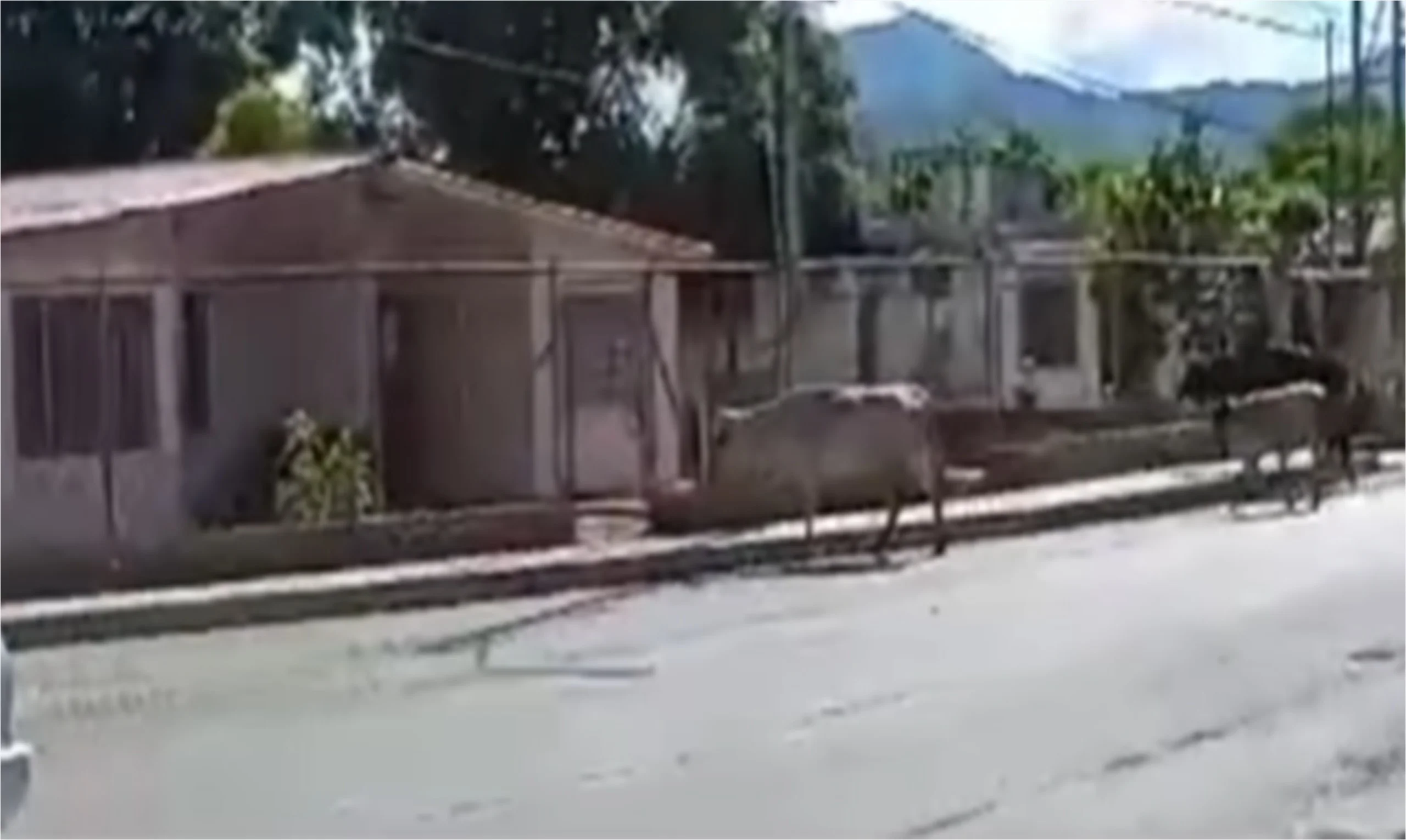 Vecinos de La Vecindad exigen solución a problema de ganado vacuno en las calles