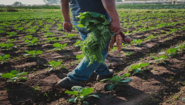 Se regulará el registro y control de los insumos agroecológicos