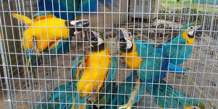 +VIDEO | Investigan presunto contrabando de aves en la Petare-Guarenas