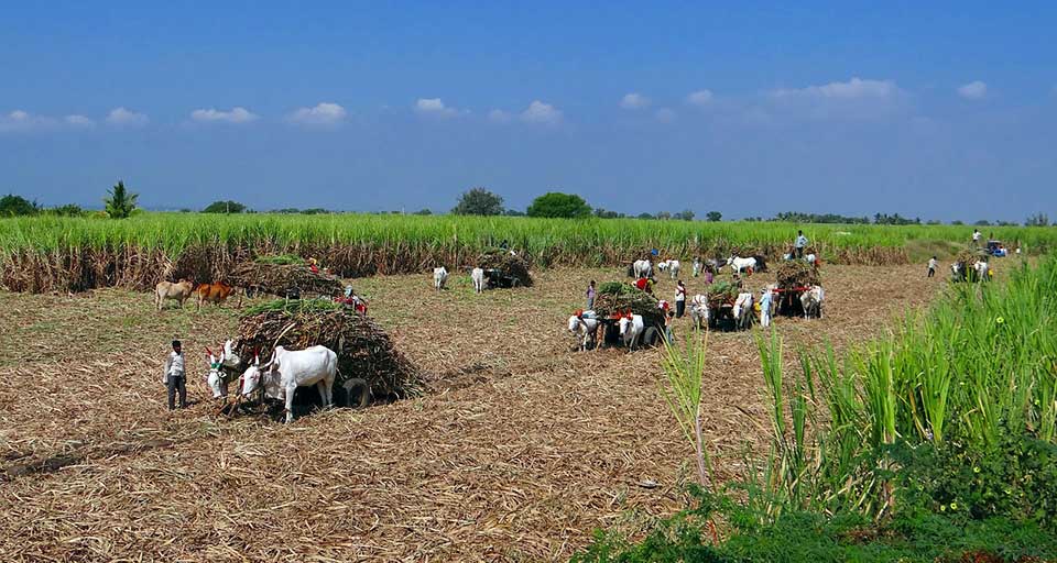 Las perspectivas de producción mundial de azúcar se debilitan y el déficit de oferta aumenta