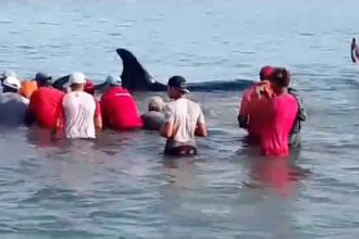 Pescadores liberaron a siete ballenas orca que estaban varadas en Sucre