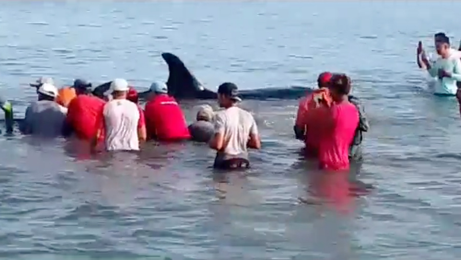 Pescadores liberaron a siete ballenas orca que estaban varadas en Sucre