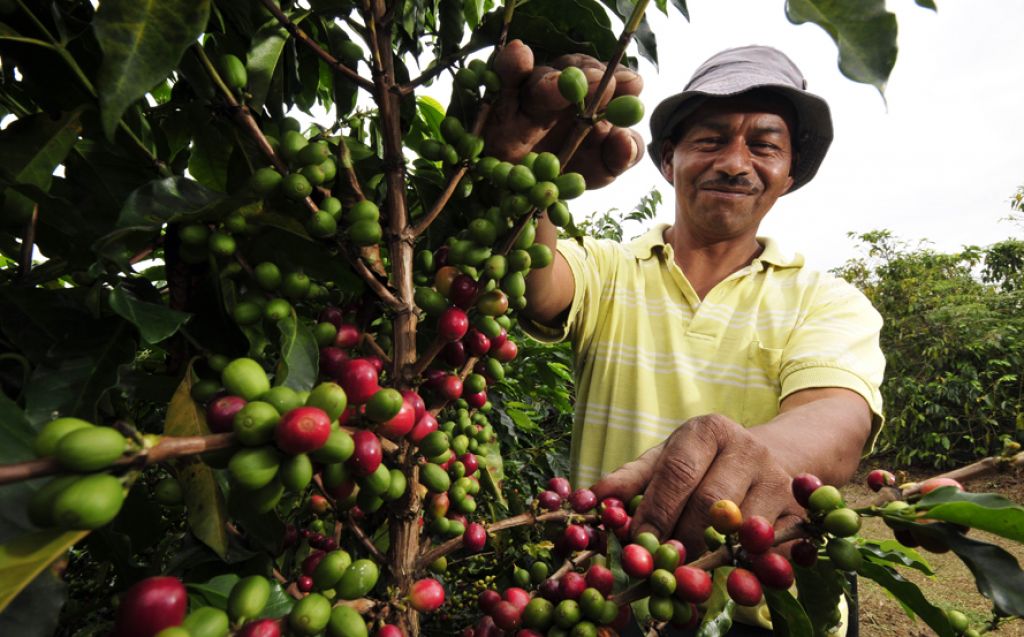 Se establece la federación nacional de caficultores