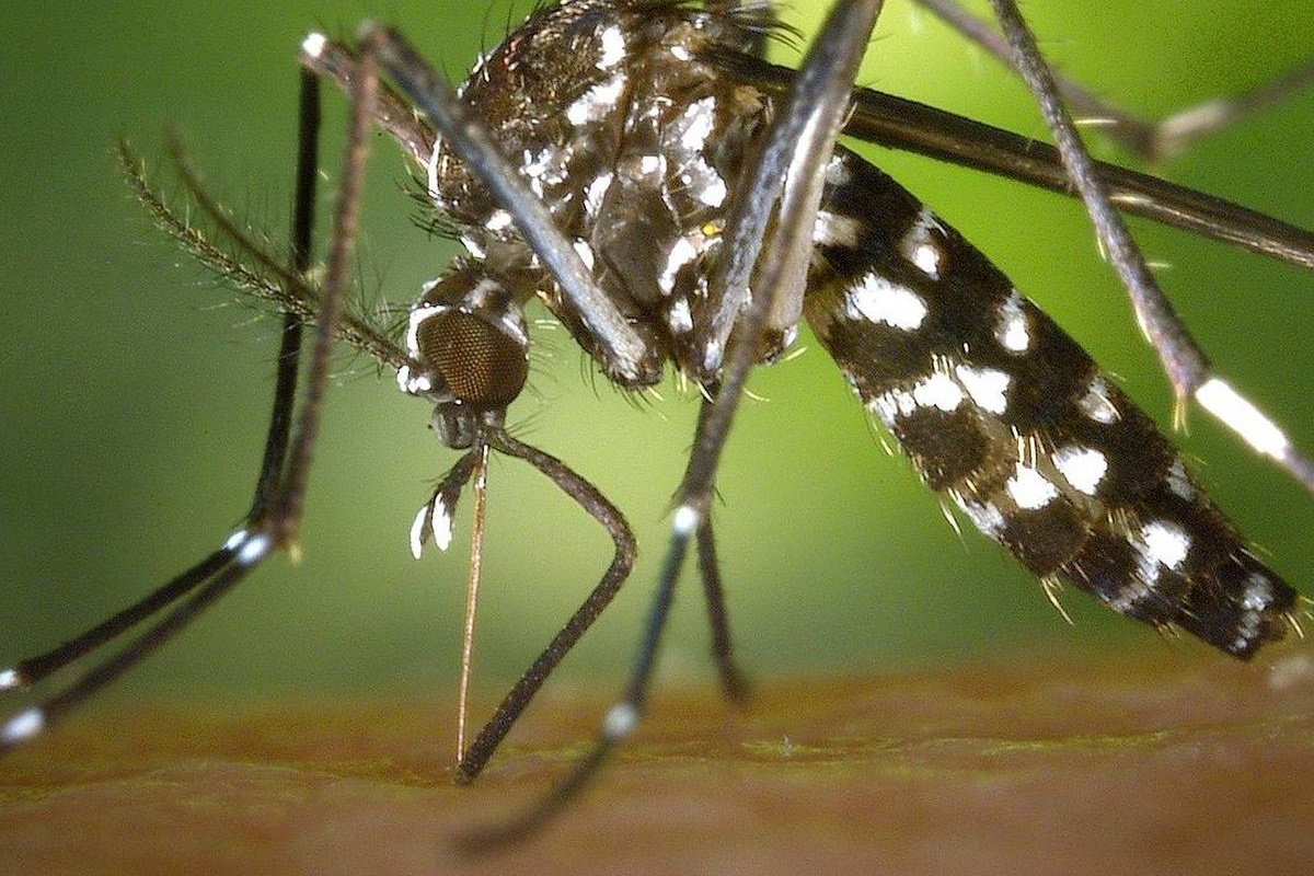 Aumentan considerablemente los casos de dengue en Venezuela, según la Sociedad de Infectología