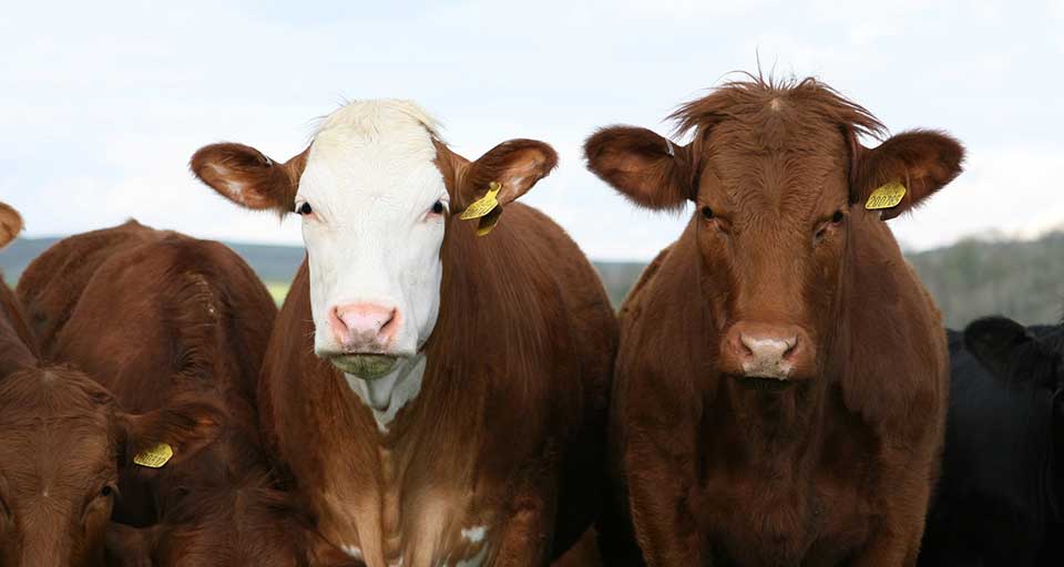 El Secretario de Agricultura de Argentina rechaza rotundamente el cierre de exportación de carnes