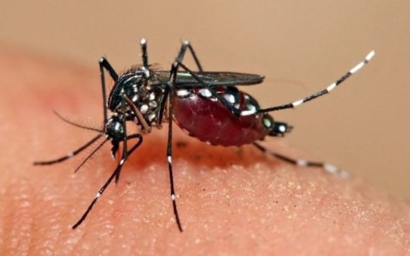Venezuela registró 11.409 casos de dengue en 2022
