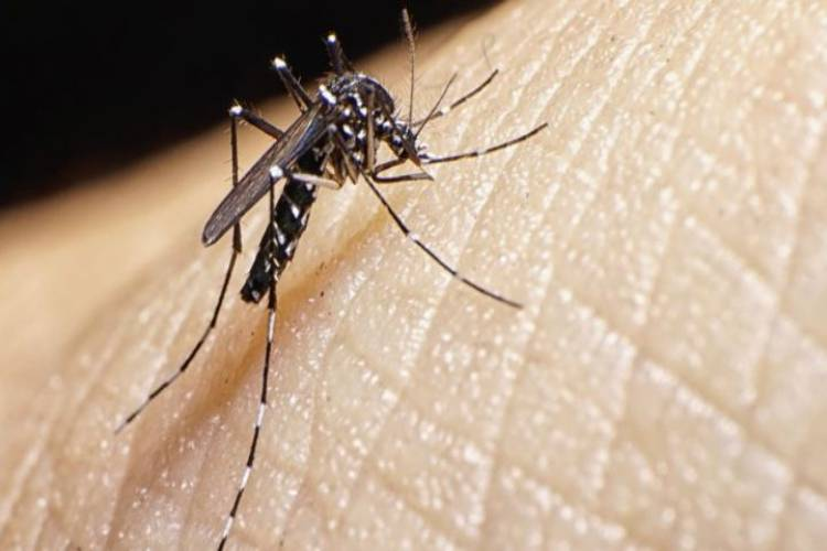 Solo 12 casos de Dengue reportados en Nueva Esparta +Video