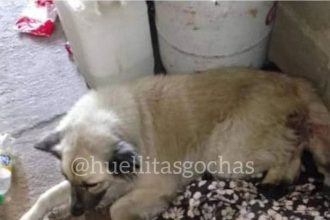 Denuncian «violación» grupal de una perrita