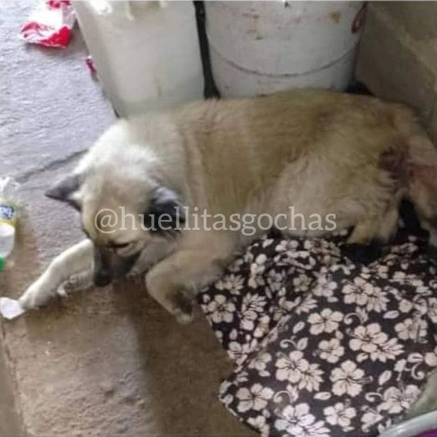 Denuncian «violación» grupal de una perrita