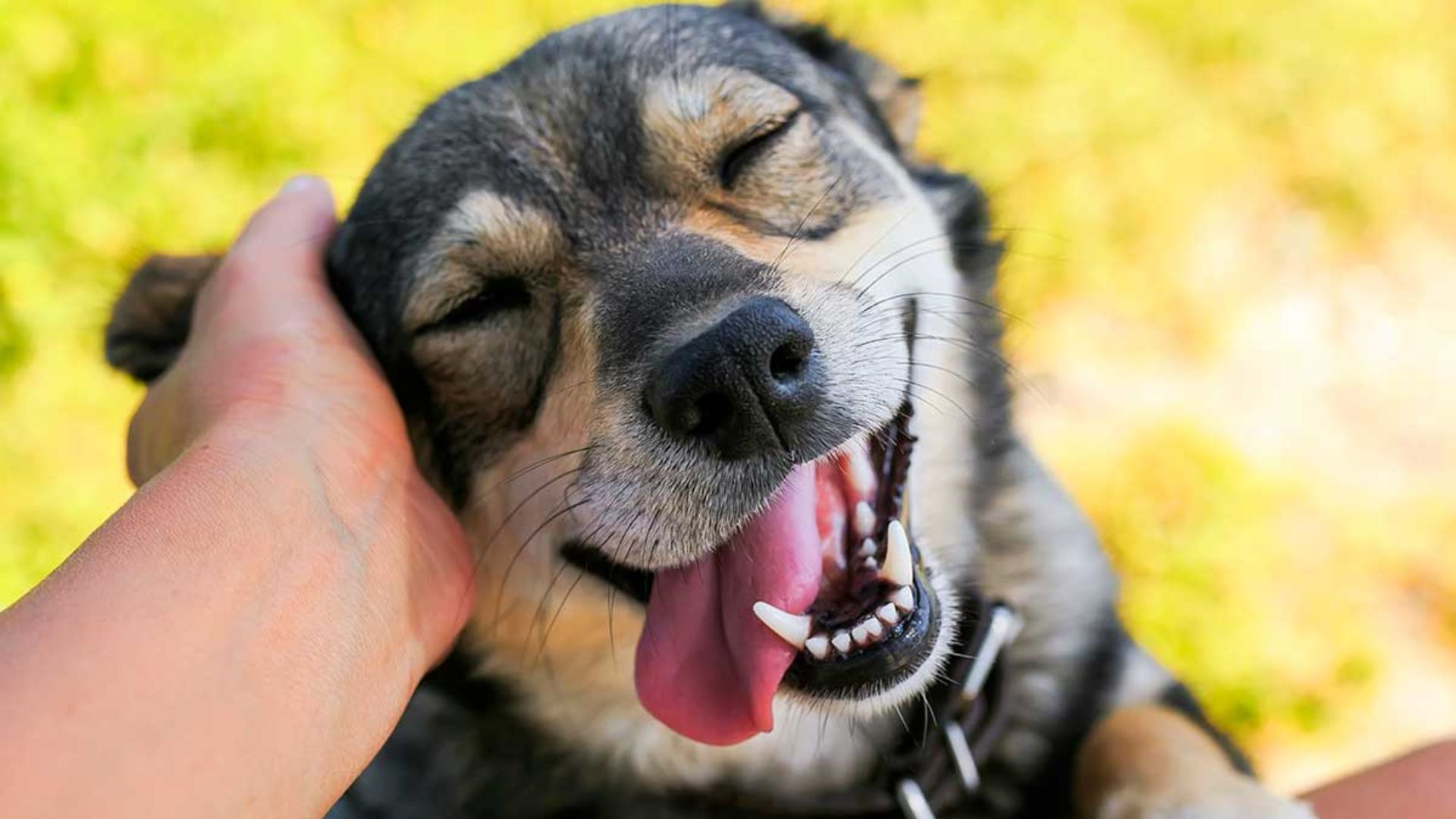 ¿Por qué los perros no reaccionan de la misma forma a todas las caricias?