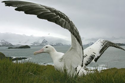 “El gobierno de Chile baila en DDHH como los albatros