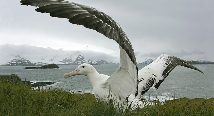 “El gobierno de Chile baila en DDHH como los albatros» #29Sept