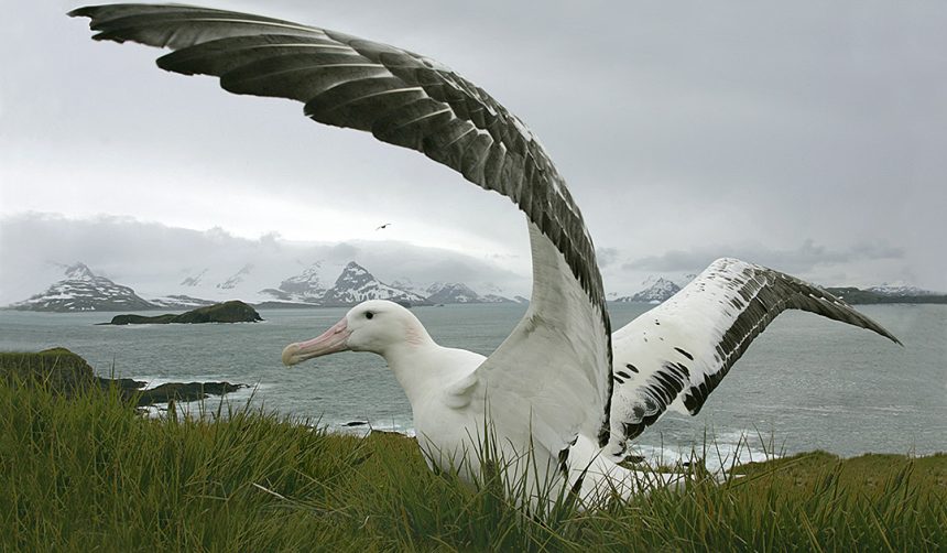 “El gobierno de Chile baila en DDHH como los albatros