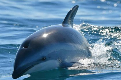 Margarita: Encuentran cadáver de delfín en la playa La Caracola