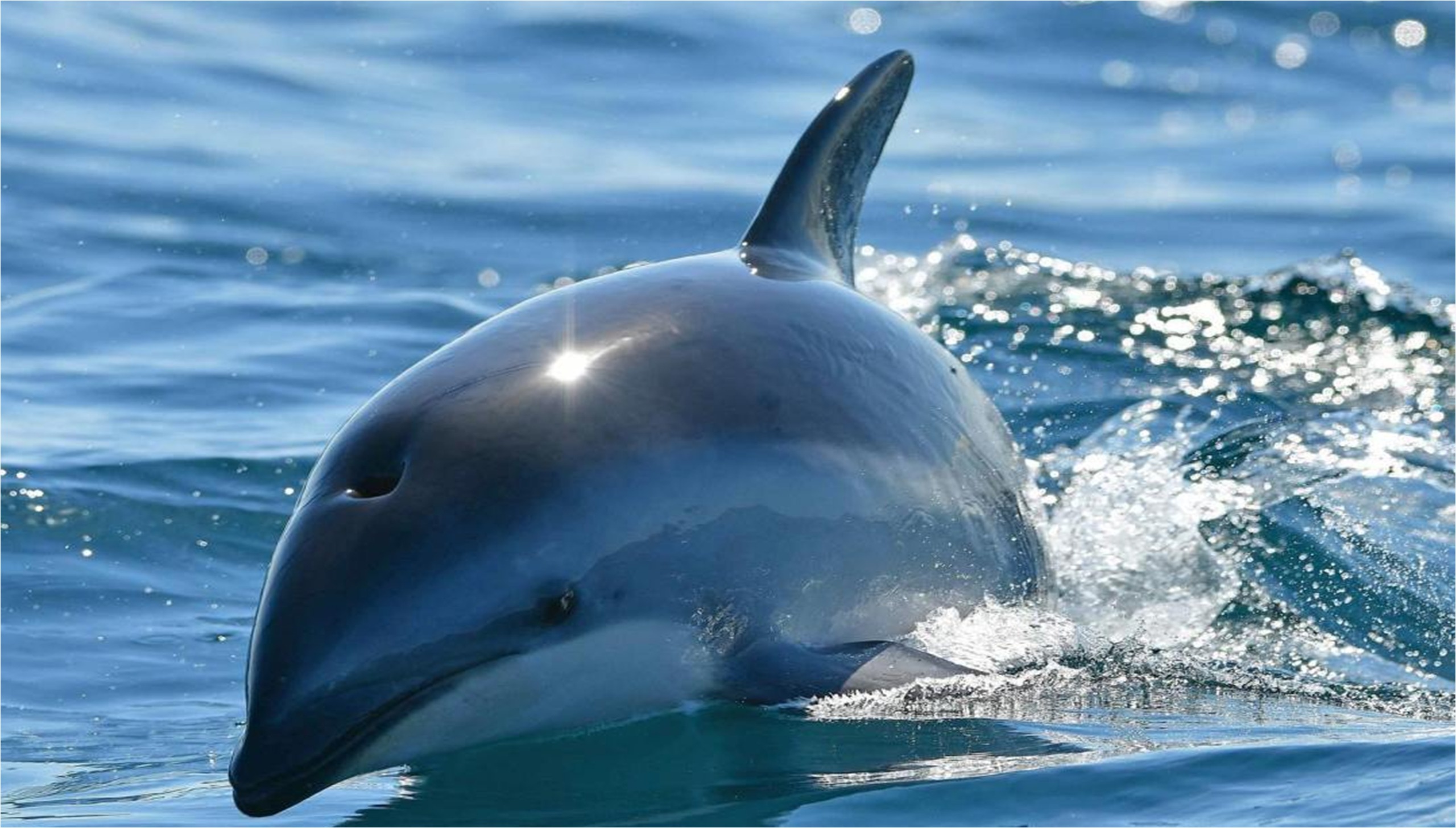 Margarita: Encuentran cadáver de delfín en la playa La Caracola