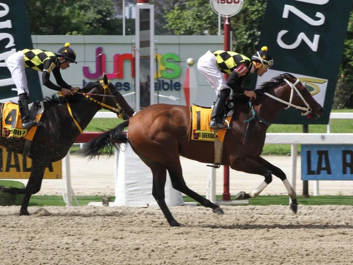 Mi Querida Emma y Fast Sensations se enfrentan en duelo.