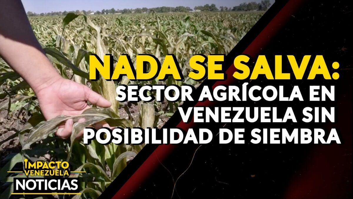 ¡NADA SE SALVA! Sector agrícola en Venezuela sin posibilidad de siembra – VIDEO