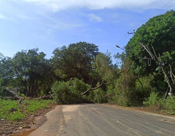 Árbol caído deja sin electricidad a la Universidad de Oriente